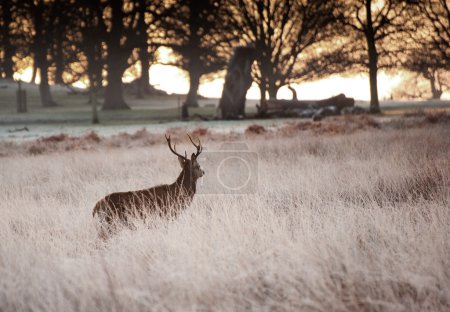 Red deer stag looks into rising sun on frosty Winter landscape