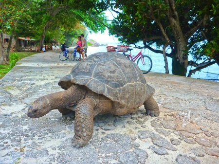 One Seychelles Giant Turtle