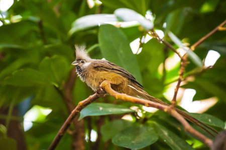 Closeup of a Speckled mousebird Colius striatus perched in a tropical forest