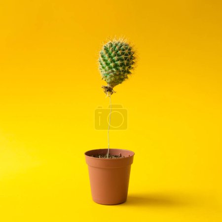 Cactus balloon in plant pot