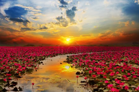 Sunshine rising lotus flower in Thailand
