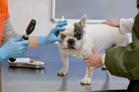 Veterinarian ophthalmologist examining eyes of dog.
