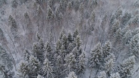 Winter landscape with forest.