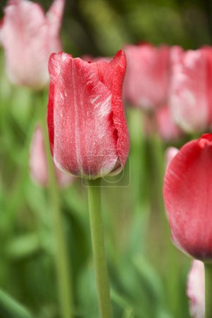 Tulip 'Hemisphere' shaded petals