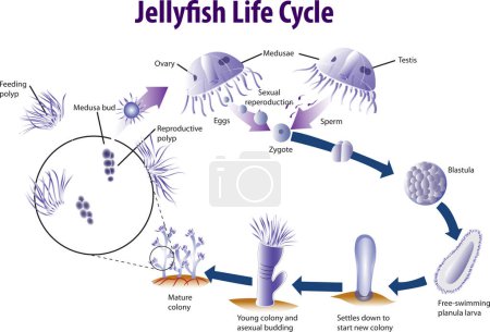 Jelly fish life cycle