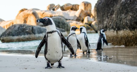 African penguins on the sandy beach