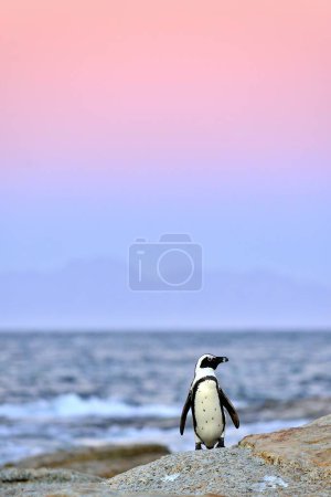 African penguin on the shore