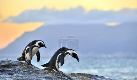 The African penguins on shore