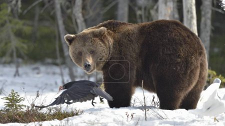Brown Bear in spring forest.