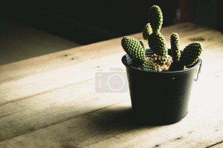 Small cactus In plastic pots on a wooden table in the dark