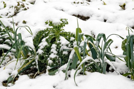 Leeks and kale in the snow