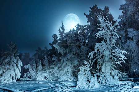 Nightly landscape with fir forest snow and full moon.