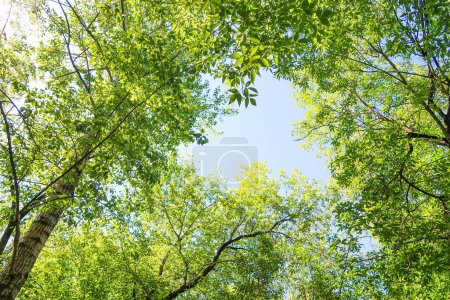 Green leaves of trees view from below against the blue sky, spring nature.