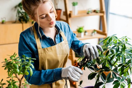 beautiful woman in gloves cutting green leaves with gardening scissors 