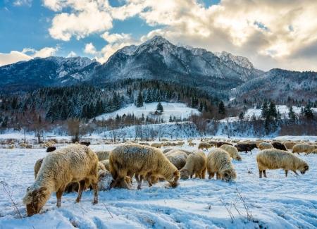 A flock of sheep grazing through the snow at the bottom of the mountain