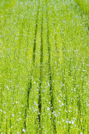 bright green field of flax blooming in spring