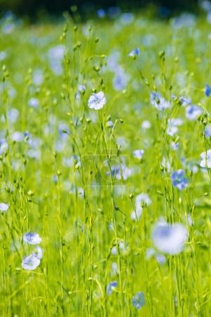beautiful blue flax field