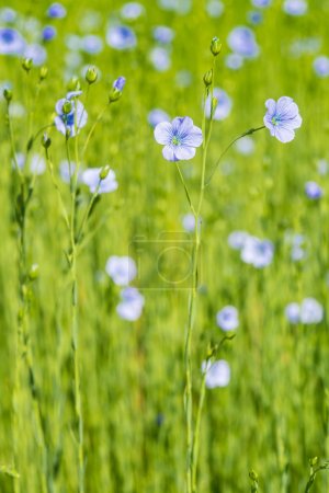bright green field of flax blooming in spring, blue flowers of flax closeup 