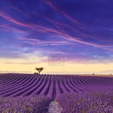 Lavender field summer sunset landscape 