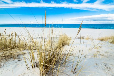 Sea beach landscape and blue sky. Sand dune with grass, Leba, Baltic Sea, Poland