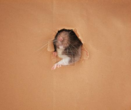 Cute funny domestic rat 