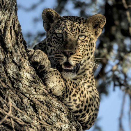Cheetah resting on a tree  in Serengeti National Park