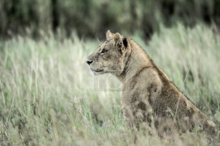 Female lion attentive in the grass in Serengeti National Park