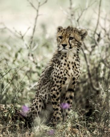 Cub cheetahs in Serengeti National Park