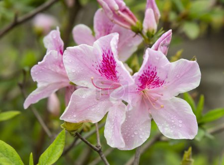 pink flower in garden. beautiful pink flowers in dew drops. tropical plants. plants of asia. pink bells. morning dew