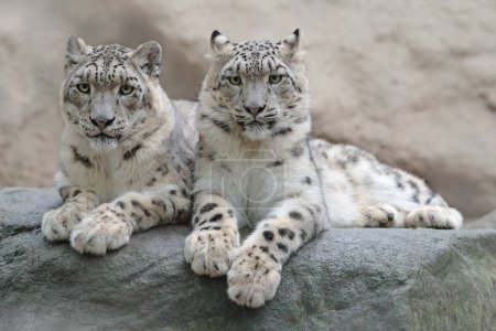 Pair of snow leopard