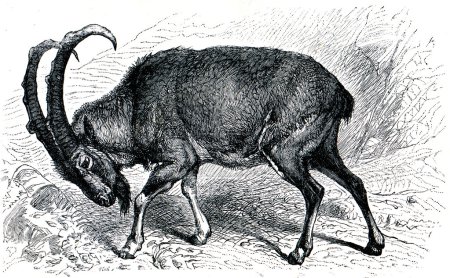 Wild goat - Capra Aegagrus