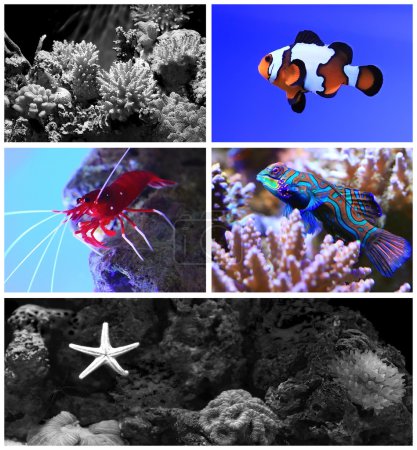 Salt water aquarium with coral reef and tropical fish