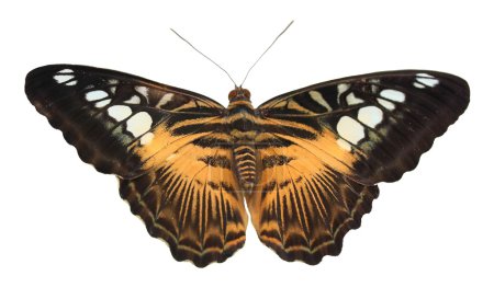 Yellow tropical butterfly