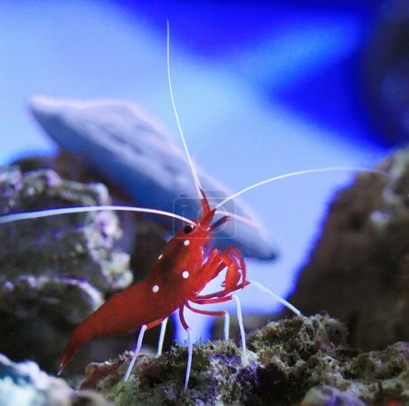 Red shrimp