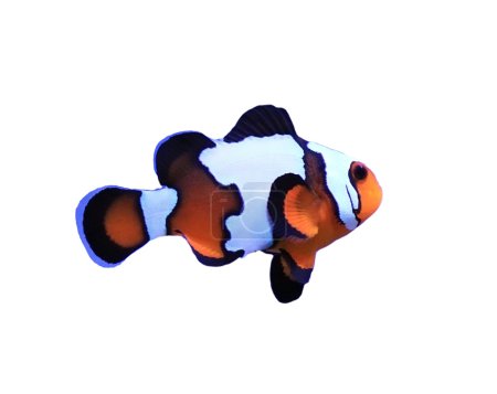Clown fish