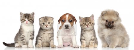 Group of kittens and puppies on a white background