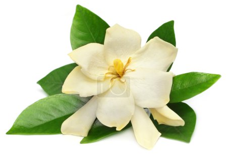 Gardenia or Gondhoraj flower of Southern Asia