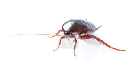 Art Cockroach bug isolated on white background