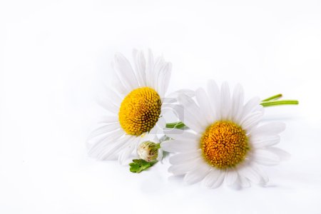 Art daisies summer white flower isolated on white background