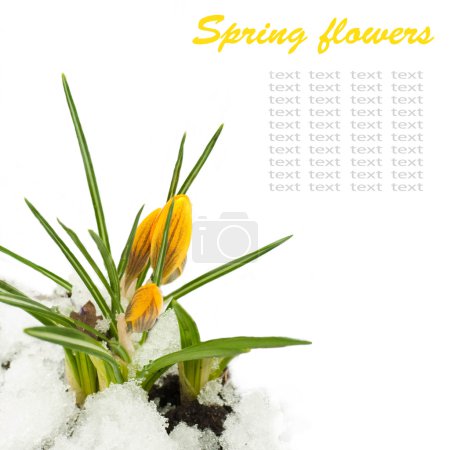 Spring flowers,yellow crocuses against snow