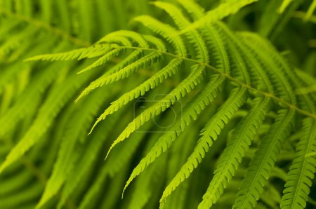Green leaves of fern, tropical forest, are in sunbeams