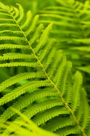 Green leaves of fern, tropical forest, are in sunbeams
