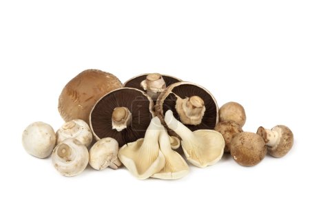 Mushroom Varieties over White
