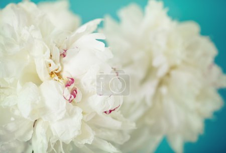 Close-up of a white peony flowers