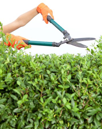 Hands with garden shears cutting a hedge in the garden