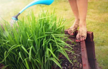 Muddy feet with red nails, woman watering plants