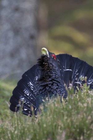Capercaillie adult male displaying in Scottish forest