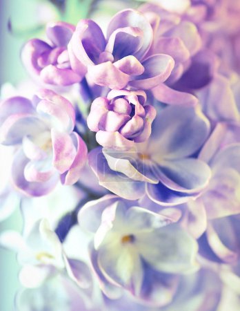 Beautiful lilac flowers background