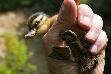 Duckling in hand
