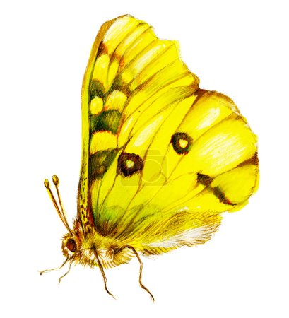 Yellow lepidoptera